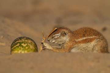 ground squirrel's Kgalagadi