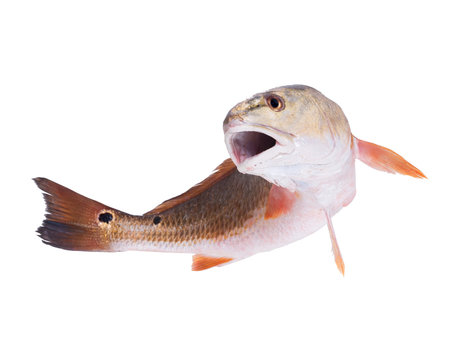 Fototapeta Red Drum (Sciaenops ocellatus).The fish jumps out. Isolated on white background