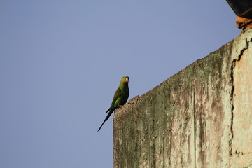 bird on a branch