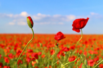 Poppies flowers on green field background. Wild big fresh flower of poppy