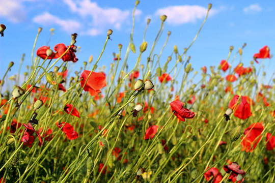Fototapeta Poppies flowers on green field background. Wild big fresh flower of poppy