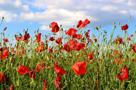 Fototapeta Poppies flowers on green field background. Wild big fresh flower of poppy
