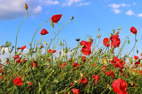 Fototapeta Poppies flowers on green field background. Wild big fresh flower of poppy