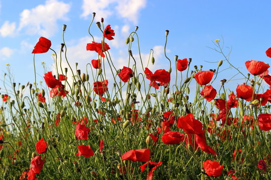 Fototapeta Poppies flowers on green field background. Wild big fresh flower of poppy