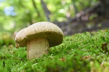 Fresh porcini mushrooms in forest. Brown boletus mushroom, greater edible mushroom
