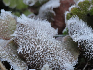 macro ice crystals on fall leaf