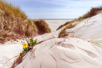 Nordseeidylle - einsame Sanddünen und Sandstrand an einem heißen Sommernachmittag