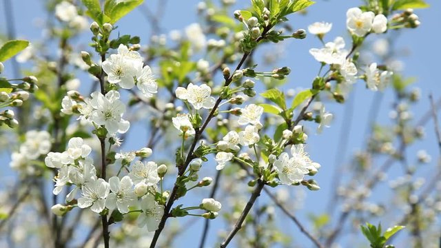 Bl&uuml;ten