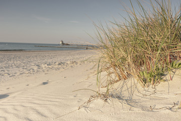 Gras an der Düne in Zingst