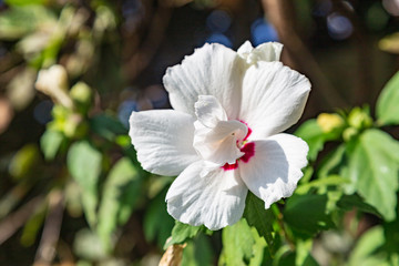 white flower