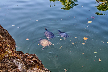 Tortugas  mediterráneas