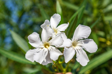 white flowers of apple tree