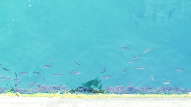 Top view of fish in turquose sea water. Fish fry in blue water HD. Copy space.