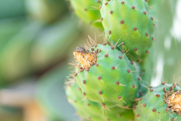 Opuntia or prickly pear in the summer season. Higo fruit. Horizontal. background out of focus