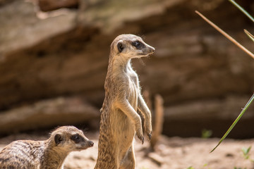 Surykatka © Piotr_Kardas