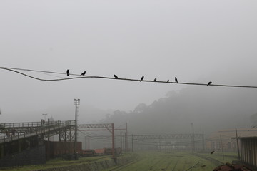 birds in the landscape under mist