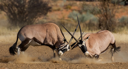 two oryx fighting for dominance