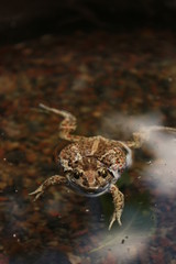 frog