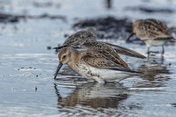 vögel ostsee