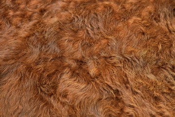 Animal hair of fur cow leather texture background.Natural Fluffy brown cowhide skin.