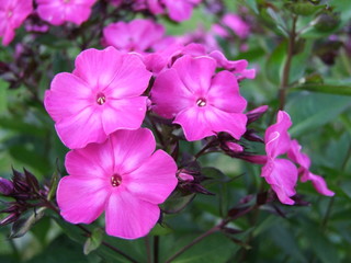 Fototapeta premium Flower