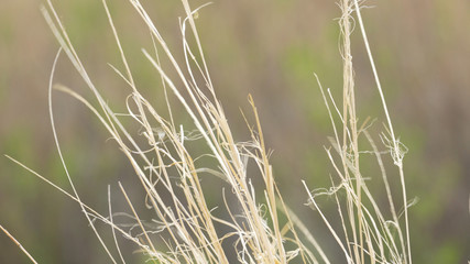 Close up of tall golden grass blowing in wind