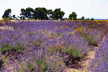 Naklejka na ściany i meble Lavender field. Harvesting. Beautiful sky. Against the backdrop of mountains and clouds. French Provence. Сard.Surroundings of Valansol.