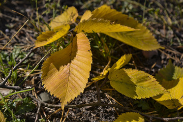 The beautiful autumn leaves.