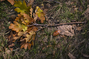 The fallen leaves of oak tree on the ground.