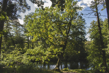 The beautiful oak tree near a pond.