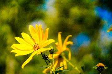 Yellow flower in the sunlight