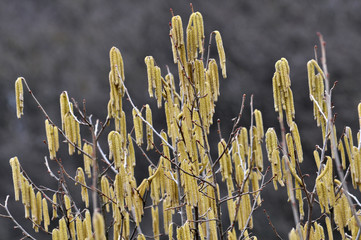 Spring flowering hazel