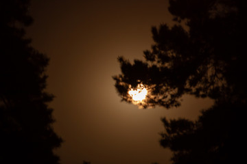 Fototapeta na wymiar The moon in the forest