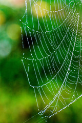 Naklejka premium spider web with water drops