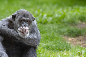 Chimpanzee Portrait 
