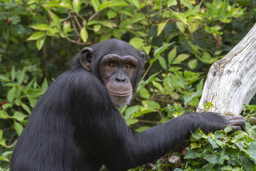 Chimpanzee Portrait 