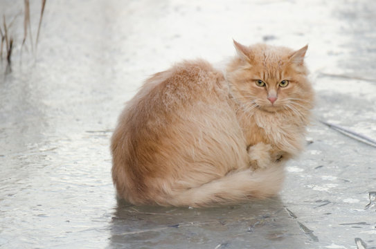 chat givr&eacute;