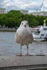 Il guardiano del Tamigi