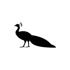 peacock vector silhouette