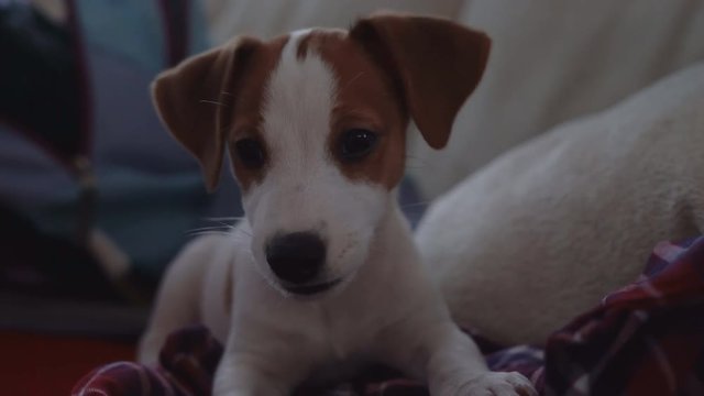 little puppy jack rassel terrier lies on the couch and looks into the camera. cute little dog.