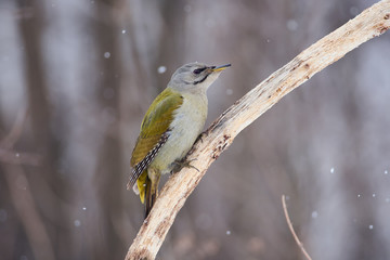 Grey-headed woodpecker sits on a branch, eaten by bark beetles, under the falling snow in the forest.
