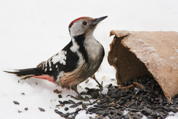 Middle spotted woodpecker sits on the snow near a pot of sunflower seeds (white isolated).