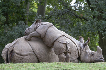 Rhino Mother And Baby Playing © Benjamin