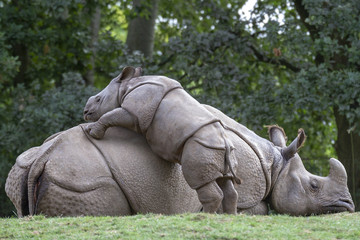 Rhino Mother And Baby Playing