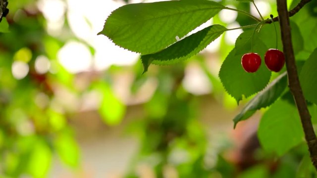 fruits Cherries matured for harvesting