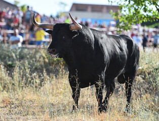 toro en españa