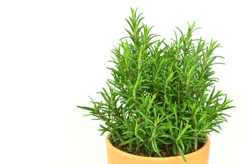 Rosemary Tree in Terracotta Pot on white background.
Rosmarinus officinalis isolated.