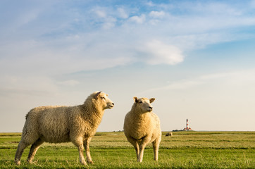 Obraz premium Zwei Schafe an der Küste mit Leuchtturm im Hintergrund.
