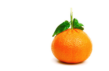 Clementine or Mandarin orange isolated on a white background with Vertical Picture.