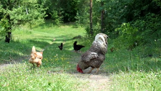 Motley rooster walks with his harem on a rural road